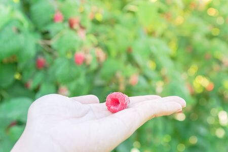 Ripen fresh raspberry on hand close up view. Organic grown raspberries in Washington, USA with...