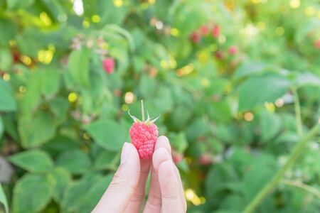 Man hand holding fresh picked raspberry with stem from garden in Washington, USA. Ripen organic grown raspberries with blurry abundance red fruits and green leaves bokeh backgroundの写真素材