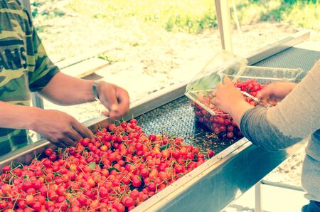Hands packaging sweet cherries into plastic box or container on conveyor belt line at cherry orchard in Yakima Valley, Washington, America. Organic fresh sweet fruits from farm to marketの写真素材