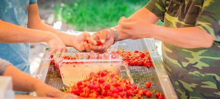 Hands packaging sweet cherries into plastic box or container on conveyor belt line at cherry orchard in Yakima Valley, Washington, America. Organic fresh sweet fruits from farm to marketの写真素材