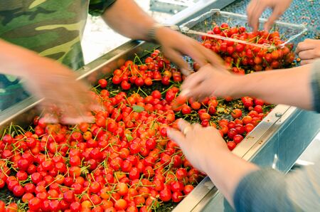 Motion blurred farmer hands sorting and processing red cherries manually on a wet conveyor belt machine in a packing line. Ready to package cherry in Yakima Valley, Washington, USAの写真素材