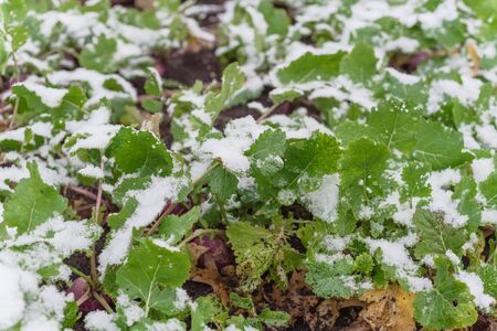 Close-up rutabaga (or swede, neep, snagger) plant growing in raised bed garden under snow cover near Dallas, Texas, America. A dark purple stain root vegetable cross between cabbage and turnipの写真素材