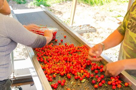 Hands packaging sweet cherries into plastic box or container on conveyor belt line at cherry orchard...