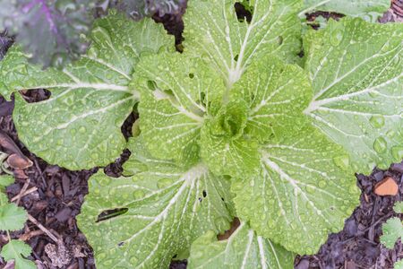 Top view Chinese cabbage and red Russian kale growing in raised bed garden near Dallas, Texas,...
