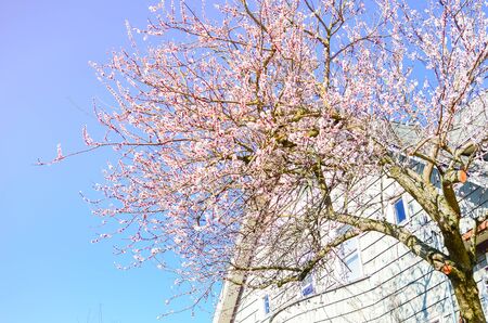 Large cherry tree in full blooming near residential house in Seattle, Washington, America. Blossom springtime Japanese sakura flower background, upward view to sunny clear blue skyの写真素材