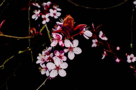 Cherry blossom isolated on black background. Fine art photo of blooming springtime flower on tree branches in nature setting with natural gentle light and backdrop.の写真素材