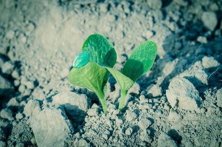 Squash seedling bursting from its coated seed casing growing on soil at farm in Puyallup, Washington, America. Young zucchini plant cultivated on topsoil background, sunny day.の写真素材