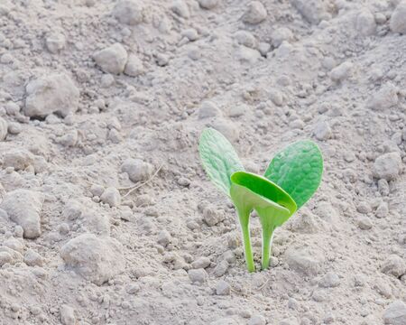 Top view squash seedling growing on soil at farm in Puyallup, Washington, America. Young zucchini...