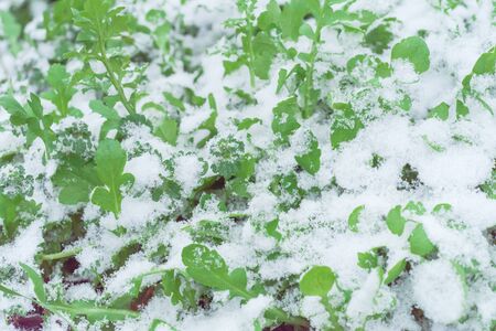 Close-up Arugula or rocket plants under snow cover in wintertime near Dallas, Texas, USA. Wild variety growing on raised bed garden. Green leaves are tender with crisp stem, like raw spinachの写真素材