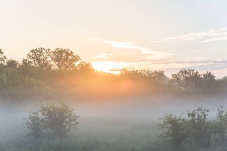 Misty morning landscape at nature trail near Dallas, Texas, America. Summer foggy landscape with sunrise warm light backlit behind woody tree lush. Natural background.の写真素材