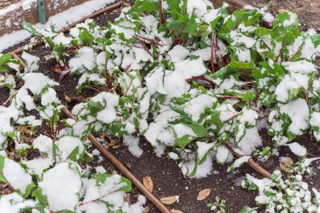 Swiss chard growing in raised bed with irrigation system under snow covered near Dallas, Texas, America. Green leafy vegetable cultivated in allotment patch, leafy beet Beta vulgarisの写真素材