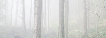 Panorama view foggy trail in the lush forest mountain landscape along Poo Poo Point Chirico Trail in...