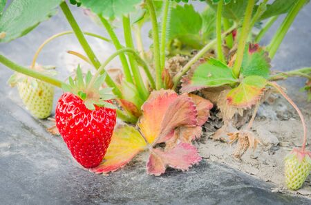 Ripen organic strawberries ready to harvest nestled black film at Puyallup, Washington, America. Fresh and healthy strawberry plants cultivated on plastic mulch for natural weed control, water savingの写真素材