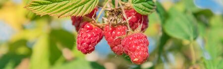 Panorama view vigorous bush of raspberries with full of ripe red fruits and clear blue sky...