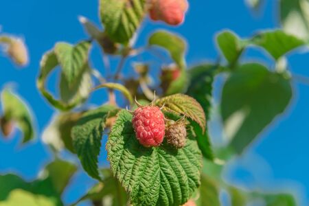Low angle view of ripe raspberries on plant branches under clear blue sky in Washington State,...