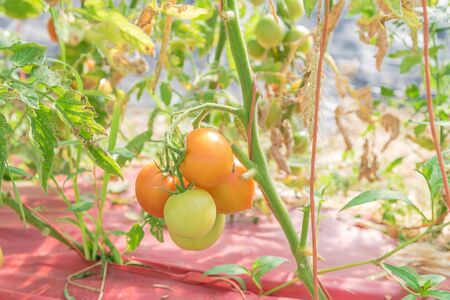 Close-up ripe and green tomatoes cluster on vines at greenhouse farm in Washington, America. Tomato single stem growing on string trellis with plastic mulch fabric for natural weed controlの写真素材
