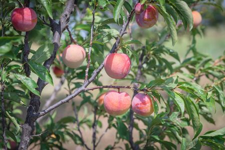 Close-up ripe and juicy peaches on tree branch at orchard in Waxahachie, Texas, America. Tasty peaches ready to harvest at organic farm, summer fruit backgroundの写真素材