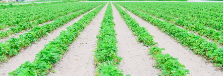 Panorama view endless strawberry field with blossom flowers in Puyallup, Washington, America. Row of healthy plants with green strawberry fruits on mound of well worked soil with no weedsの写真素材