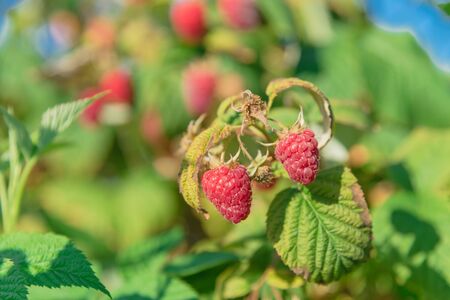 Ripe organic raspberries on plant branches under clear blue sky in Washington State, America. Summer berry fruit ready to harvest natural backgroundの写真素材