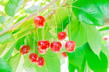 Shiny cluster of red cherries fruits with green foliage on a tree at orchard in Yakima Valley, Washington, USA. Cherry tree bearing abundance fruitful branches bent down under a weight of fruitsの写真素材