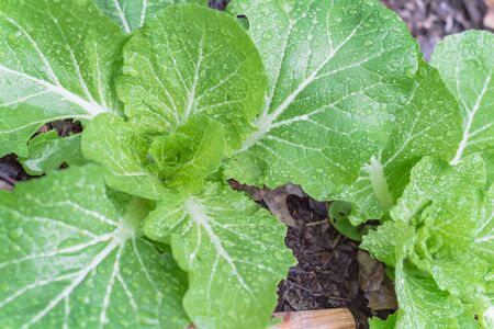 Top view Chinese cabbage with water drops on large green leaves growing in raised bed garden near...