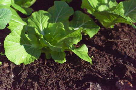 Leafy Chinese cabbage growing at home garden near Dallas, Texas, USA. Organic Chinensis, Pekinensis...