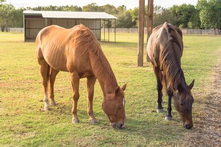 Brown horses eating grass on grass lawn plain. Two healthy horses grazing in grassland of public park at Houston, Texas, America.の写真素材