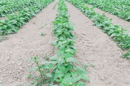 Low angle view bush bean farm in Kent, Washington, America. Row hills of legumes ready to harvest leading to horizontal lines.の写真素材