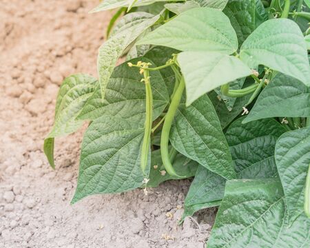 Green bush beans with white flowers on row hill at legumes farm in Washington, America. Abundance of...