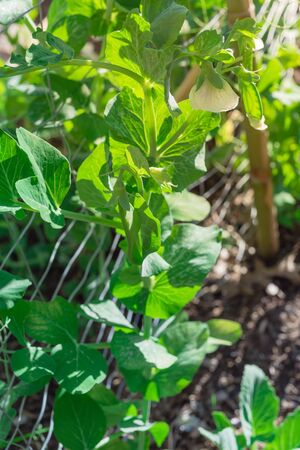Top view homegrown pea pods and white flower on metal fence trellis at backyard garden in Texas, America. Cool crop sugar snap pea with compost soil background.の写真素材