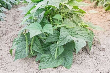 Row of green bush beans ready to harvest at legumes farm in Washington, America. Abundance of Northwest grow bean on dry soil. Agriculture background.の写真素材