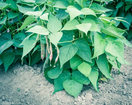 Dragon tongue bush beans growing on row hill at legumes farm in Washington, America. Northwest grow...