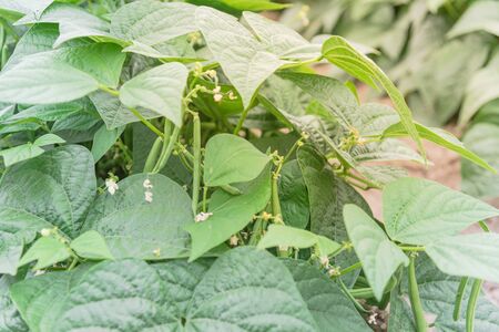 Green bush beans with white flowers on row hill at legumes farm in Washington, America. Abundance of...