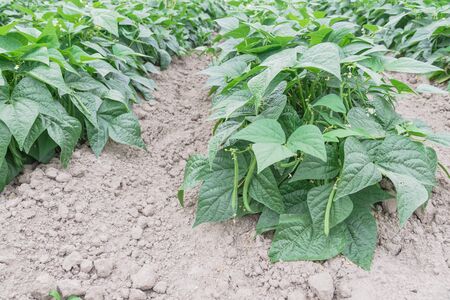 Row of green bush beans ready to harvest at legumes farm in Washington, America. Abundance of Northwest grow bean on dry soil. Agriculture background.の写真素材
