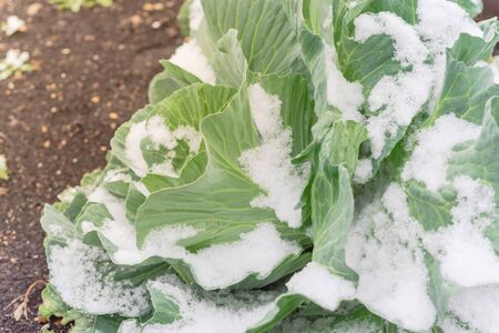 Top view cabbage head covered in snow at winter garden near Dallas, Texas, America. Homegrown cool crop cultivated on healthy compost soil at allotment.の写真素材