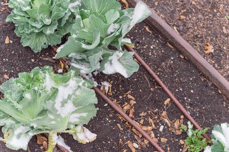Raised bed garden with cabbage heads under snow cover at wintertime near Dallas, Texas, America. Homegrown cool crop cultivated on healthy compost soil at allotment.の写真素材