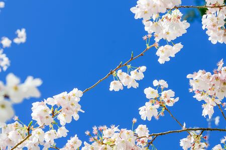 Upward cherry blossom again cloud blue sky in Seattle, Washington, America. Full blooming white...