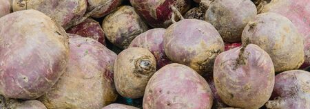 Panoramic view heap of red beet roots at farmer market in Washington, Americaの写真素材