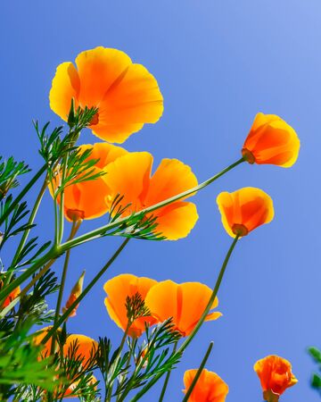 Look up view of golden California poppies in showy cup-shaped under clear blue skyの写真素材
