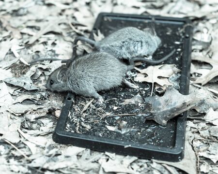 Close-up top view live mouse catch on glue traps on garden ground with leaves mulchの写真素材