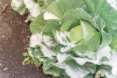 Cabbage head covered in snow at winter garden near Dallas, Texas, Americaの写真素材