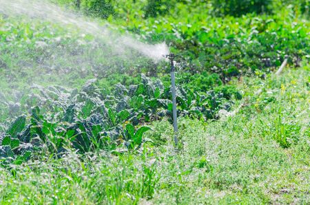 Spray irrigation working during daytime at organic kale farm in Washington, Americaの写真素材