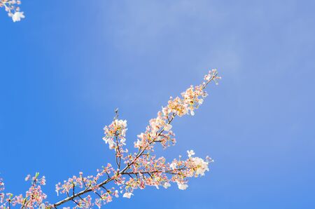 Blossom cherry flowers branch under clear blue sky springtime natural backgroundの写真素材