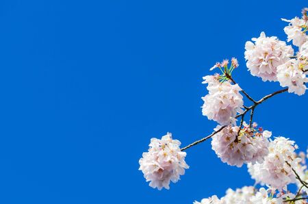 Upward close-up view of tree branch cherry blossom under clear blue sky springtime natural backgroundの写真素材