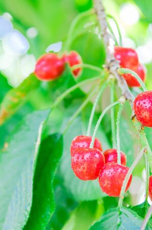 Water dropping on cluster of red cherries fruit hanging on tree branch at orchard in Yakima Valley, Washington, USA. Abundance fruitful tree background branches bent down after raining.の写真素材