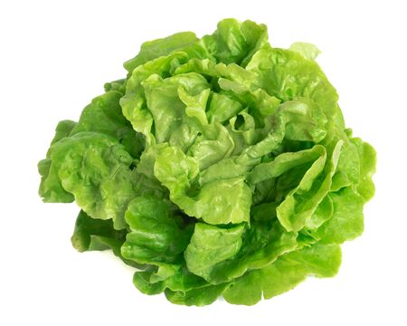 Studio shot bright green Tom Thumb lettuce isolated on whiteの写真素材