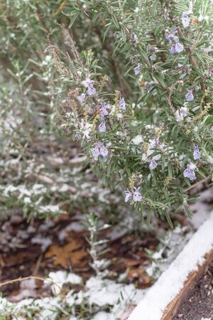 Blossom purple rosemary flower cultivated in raised bed under freezing snow near Dallas, Texas, USAの写真素材