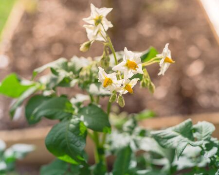 Blossom white flowers with bright yellow stamen on potatoes plants cultivated on raised bed gardenの写真素材