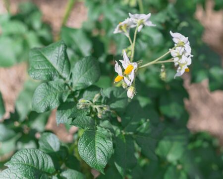 Close up blossom white flowers bright yellow stamen on potatoes and blurry hay mulch backgroundの写真素材
