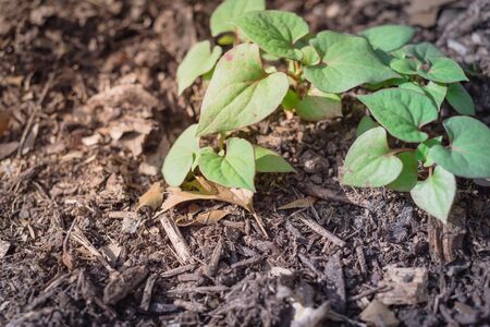 Close up chameleon bush cultivated on raised bed garden with thick organic matter layer near Dallas,...